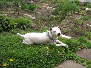 (white dog lying on grass)