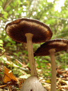 (mushrooms)