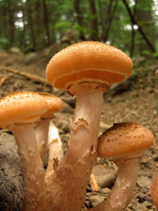 (mushrooms)