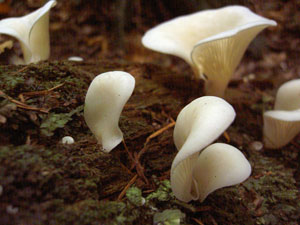 (mushrooms)